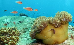 Thailand 2015 - Ko Tao - Poisson Clown a collier - Amphiprion perideraion _IMG_3819_rc